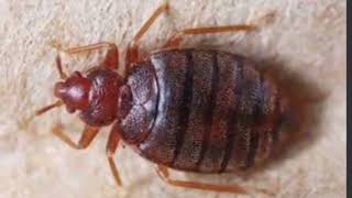 Bedbugs Treatment Bedbugs எளிதாக மூட்டைப்பூச்சியை ஒழிப்பது எப்படி