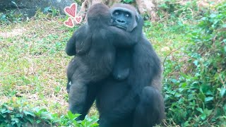 小金剛Jabali愛跟媽媽撒嬌🦍💕Jabali loves mum so much#金剛猩猩 #gorilla