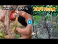 How to graft grape vines?