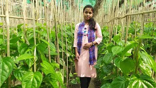 শেড হাউসে পান চাষে সফলতার কাহিনী।Betelvine Farming in Shade net..