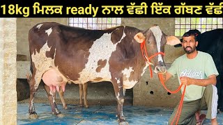 18kg ਮਿਲਕ ready 2 ਸੂਆ 6 ਦੰਦ ਵੱਛੀ ਨਾਲ ਵੀ#ਜਰਸੀ ਵੱਛੀ ਇੱਕ ਗੱਬਣ ਵੱਛੀ ਰੇਟ ਜ਼ਮਾਂ ਸਸਤਾ ਸੱਜਣੋ!!