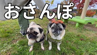 休日も愛犬パグ二匹とひたすら散歩『たかが散歩、されど散歩』