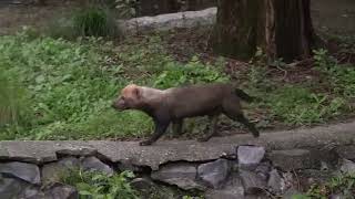 東山動植物園　ヤブイヌ　大好きな飼育員さんを見つけたあんこ