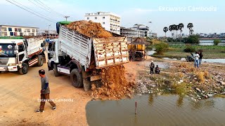 New Project Dozer D31P KUMATSU \u0026 Truck 5Ton Pushing soil into Lake To build a home