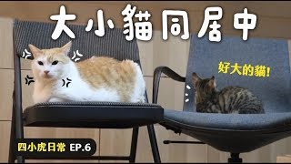 【黃阿瑪的後宮生活】大小貓同居中！四小虎日常EP.6