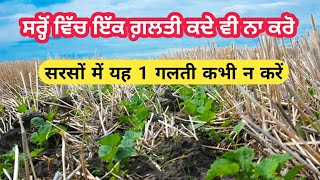 Big mistake in mustard (Sarso) crop.