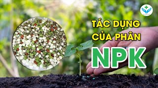 Tác dụng của phân NPK đối với cây trồng︱ Nông Sản ND