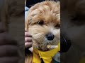 192번째 땅콩이성장기록💛 시원하다🐶 말티푸 땅콩 성장기록