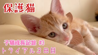 【保護猫】トライアル３日目/子猫成長記録 #3