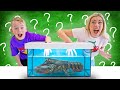 UNDERWATER CHALLENGE - WHAT'S IN THE BOX Challenge (Funny Video)