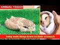 Baby owls sleep down on their stomach