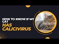 How To Know If My Cat Has Calicivirus?