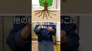 【毎日サイコロ貯金】1831日目。綺麗なだけに不思議。昨日までの金額915000円【ルール】毎日サイコロを5個振って、ゾロ目が出るまで500円を貯金箱に入れ続けます！ #毎日投稿 #雑学