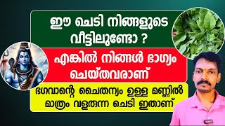 ശിവ ഭഗവാൻറെ അനുഗ്രഹം ഉള്ള മണ്ണിൽ മാത്രം വളരുന്ന പുണ്യ സസ്യം ഇതാണ്. ഇത് വളർത്തിയാൽ ദോഷമകലും