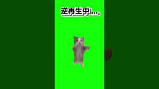 【猫ミーム】ハッピー猫を逆再生するとまさかの結果に！ #猫ミーム #cat #ネコマニア#まっひー軍曹 #shorts #short #猫マニ #猫マニア #逆再生#ハッピー猫