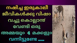 💯❌കൊന്നു തിന്നുന്ന ഇരുകാലി മനുഷ്യരുടെ ഇടയിലേക്ക് വീണ്ടും ഒരു അമ്മപട്ടിയും 4മക്കളും വന്നിട്ടുണ്ടേ 🙏🙏💯