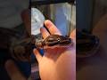 SHOWING FRIENDLY BALL PYTHON DONT BE SCARED! SNAKE! 4K #SHORTS