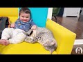 Funniest Baby And Cat Are Best Friends  5-Minute Fails