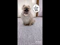 short tiktok dog スマホの写真を見てマネをするポメラニアン