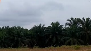 RUBBER|PALM|TREE| PLANTATION 🌴|MALAYSIA Cabrera