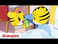 Hannah Becomes a Grown-up 🐯| Family | 24 Minute Compilation | Kids video for Kids | Shimajiro