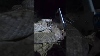 Rattlesnake closeup jump scare #snake #jumpscare