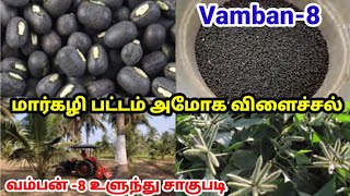 Vamban-8 Black Gram Cultivation | வம்பன் 8 உளுந்து விதை விதைப்பு முறை