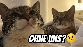 Langsam ist es Zeit unseren Katzen zu sagen  🥹