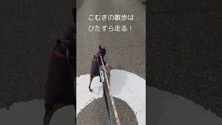 外が怖すぎて散歩嫌いの犬が散歩するとこうなる #dog #ミニチュアピンシャー#散歩#ミニピン#ミニピンブラックタン#犬#犬の散歩#犬のいる暮らし