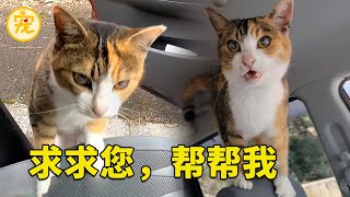 流浪猫跳进车里，怎么赶都不离开，看到眼睛后，才明白它是在求助