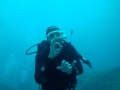 Sharks, Giant Stingrays , Eel... Boat Dive Dive Tribe Tenerife   Real People Real Fun