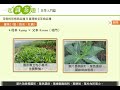 2 3臺灣常見茶樹品種