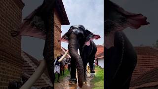 ഇതൊരു ഭംഗി തന്നെ🥰 #aanapremi #keralaelephant #aanakeralam #pooram #trending