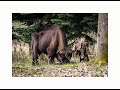 Bisonskoven 25 april 2025