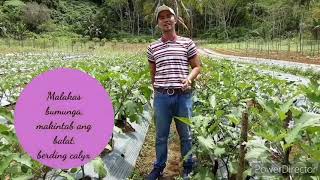 Sir Orlando Cabang and Calixto F1, Your partners in Eggplant farming in Agusan and Surigao Del Sur