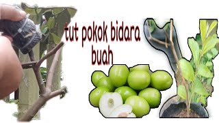 Cara tanam  bidara | Cara tut pokok bidara buah #tutpokokbidara