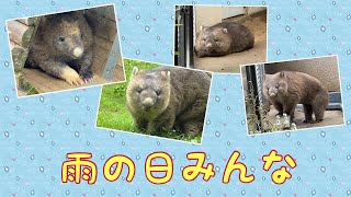 【wombat】雨の日のみんな☆(Rainy day)