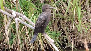 Little Black Shag  (Kawau Tui)