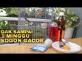 Racikan Nektar Doping Burung SOGON Bahan Agar Cepat GACOR Dan SEHAT