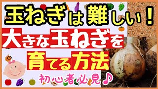 意外と知られていない！大きな玉ねぎを収穫する方法【植え付け時期と品種選び】玉ねぎ栽培・育て方