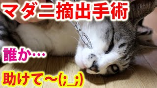 【閲覧注意】マダニの摘出手術を行いました！ガクガクブルブル震える猫