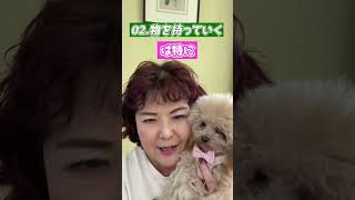 【犬の気持ち】ワンちゃんが家族だけに見せる行動には実はこんな意味があります！#ペットショップ #愛犬 #いぬ #トイプードル