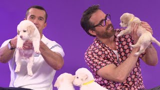 Ryan Reynolds and Robert McElhenney Play With Puppies While Answering Fan Questi