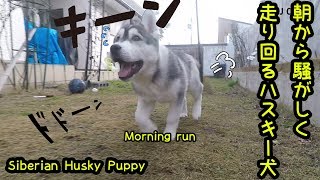 朝から騒がしく走り回るハスキー犬が可愛い　Husky Puppy