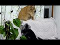 ケンカするほど仲がいい猫　cats in good relationship fight