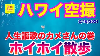 ハワイ空撮ホイホイ散歩【４K 】人生謳歌のカメさんの巻　2/16/2021