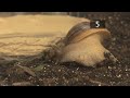 how to care for giant african land snails