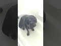 lena the rottweiler loves to take showers