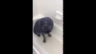 Lena the Rottweiler LOVES to take showers!