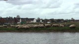 Shepherd with Sheep in Pijnacker, South Holland